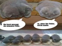 Katzen und Missverst�ndnisse