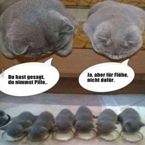 Pille.jpg von Fabioma