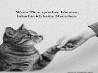 Katzenfreundschaften sind die besten!