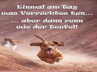 T�gliche Dackel-Dosis Abenteuer