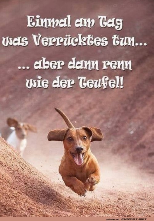 Tägliche-Dackel-Dosis-Abenteuer.jpg auf www.funpot.net