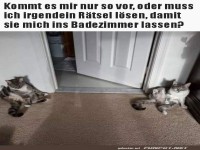 Katzen-W�chter am Badezimmereingang