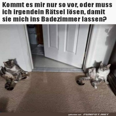Katzen-W&auml;chter-am-Badezimmereingang.jpg von Matilda