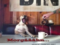 Wenn der Hund Kaffee braucht, um wach zu werden