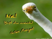Na! Bist du wach ? Guten Morgen !