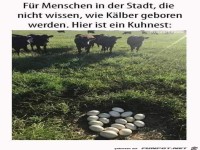 ein Kuhnest