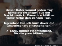 Ersch�pfter Kater nach Nachtschicht