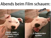 M�der Hund beim Filmschauen