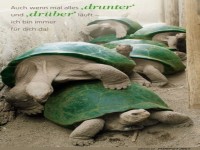 Schildkrten: Die wahren Job-Spezialisten!