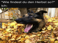 Laub-Irrsinn im Herbst!