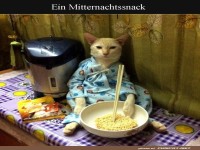 Katze geniet Mitternachtsnudeln
