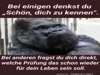Gorilla-Gr�beleien �ber Menschen