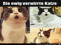 Die ewig verwirrte Katze