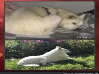 Hund - damals und heute