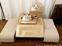 Das gef�llt den Katzen