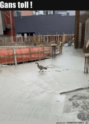 Gans-toll.jpg auf www.funpot.net