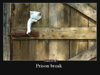 Katze bricht aus dem Holztor aus