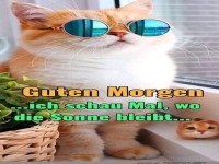 Kater mit Sonnenbrille sucht den Sommer