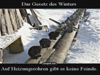 Katzen auf dem Heizrohrsichtung