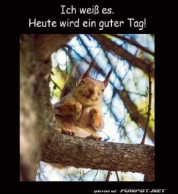 Eichh�rnchen-am-Morgen-vertreibt-Kummer-und-Sorgen!.jpg auf www.funpot.net