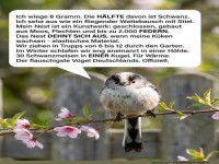 Fluffiger Kugelblitz mit Superfedern