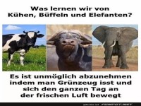 Tierische Fitness-Lektionen!