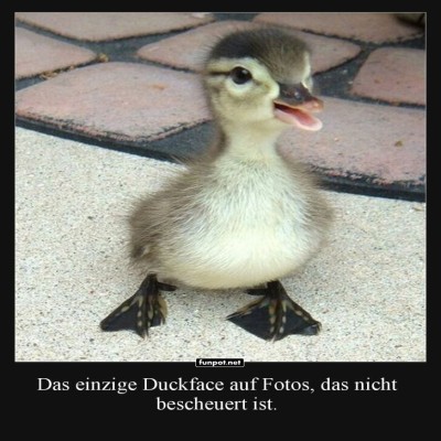 Enten-Lächeln-2.0:-Ein-echtes-Duckface!.jpg von SexOnTheBeach