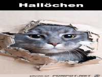 Hall�chen
