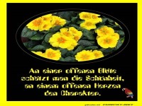 An einer offenen Blte 2