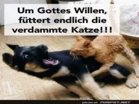 Hungrige Katze trifft auf Hund