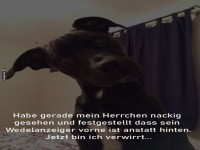Verwirrter Hundemoment