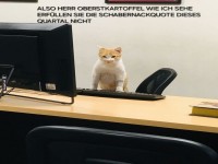 Katzen-Brokratie: Die Macht der Fellnasen