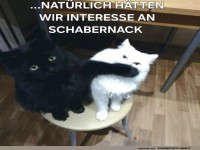 Purrfekt fr Schabernack: Die Katzen-Verschwrung