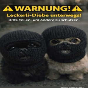 fun-Bild: Die Leckerli-Banditen sind los!