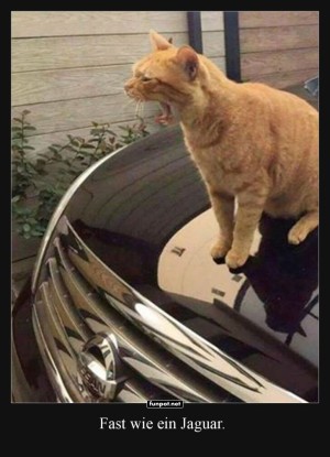 Die-Katze,-die-Jaguar-sein-wollte!.jpg auf www.funpot.net