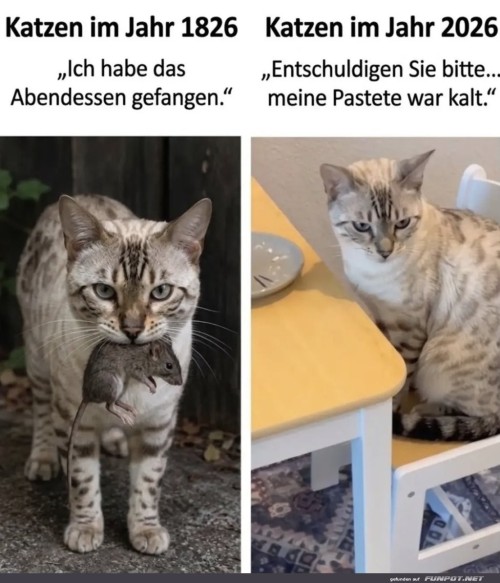 Katzenwandel:-Von-J�gern-zu-Feinschmeckern.jpg auf www.funpot.net