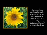Sonnenblume