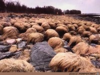 Trump liebt Norwegen, weil da seine Haare wachsen