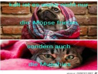 M�pse und Muschis