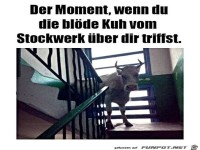 Die bl�de Kuh von oben