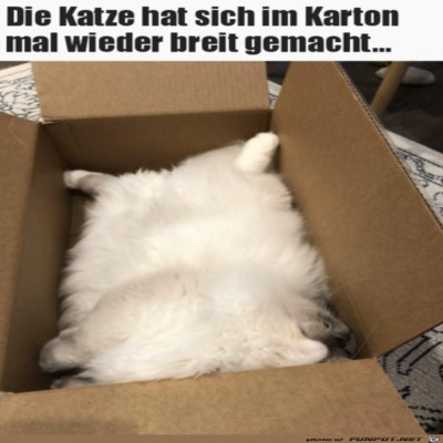 Katze-im-Karton.jpg von Lasse