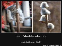 Palmk�tzchen