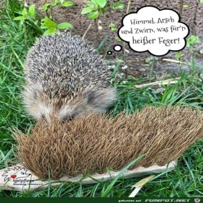 Igel-ist-begeistert.jpg von Rebecca