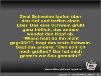 Zwei Schweine laufen �ber den Hof und treffen einen Eber