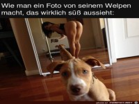 S��er Welpe