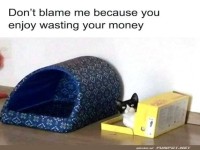 Katzenweisheit: Sparen ist besser