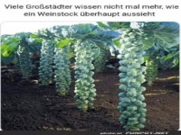 Witz �ber Unkenntnis von Weinbau