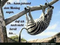 Lustiges Bild: Zebra, das sich dem Montag entzieht