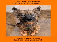 Brauner Hund mit nassem Fell