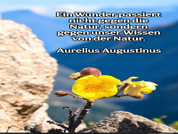 ein wunder passiert nicht